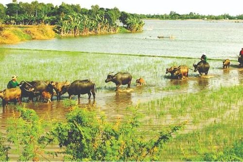 Mênh mang ký ức mùa len trâu