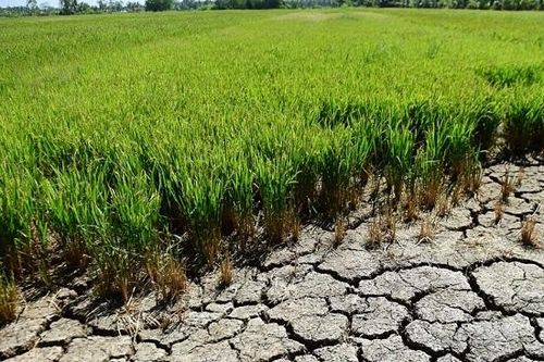 Mực nước sông Mê Kông xuống thấp ảnh hưởng trực tiếp đến Đồng bằng sông Cửu Long