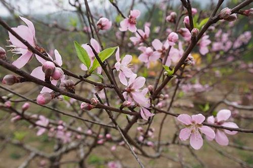 Những ca khúc mùa Xuân bất hủ
