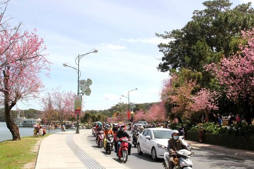 Nồng nàn sắc Xuân phố núi Đà Lạt