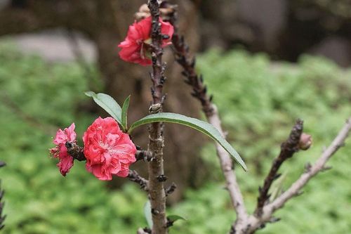 Bí kíp làm giàu từ đào Thất Thốn