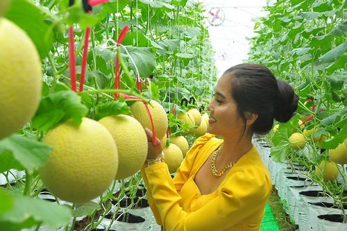 Vườn dưa lưới của chàng thạc sĩ nông nghiệp thu hút đông bạn trẻ check-in dịp Tết