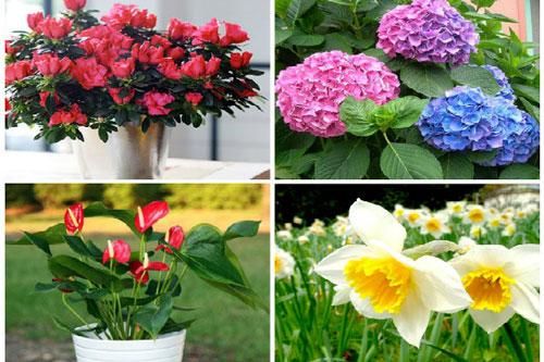 Chơi hoa ngày Tết: Đẹp nhưng... độc