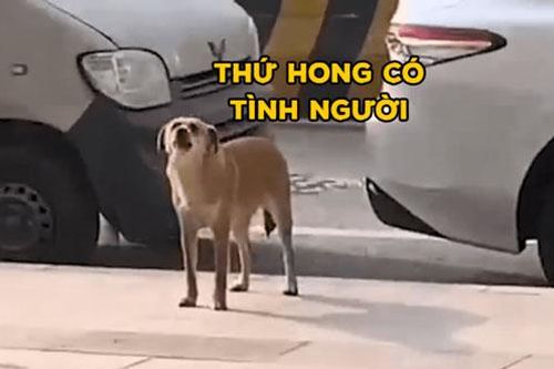 Bị triệt sản, chú chó suốt 3 tháng đến sủa trước phòng khám thú y 'bắt đền'
