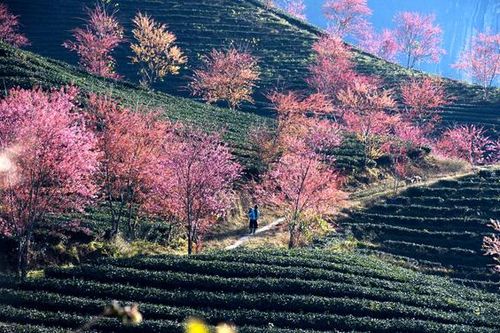 Đến Sa Pa ngắm hoa anh đào Nhật Bản