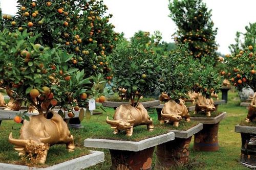 Quất cảnh- nghề chơi cũng lắm công phu