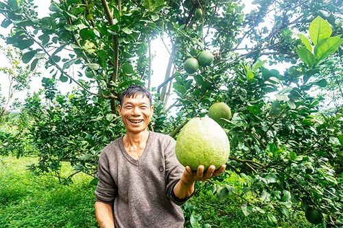 Trái ngọt mùa xuân từ nguồn vốn chính sách