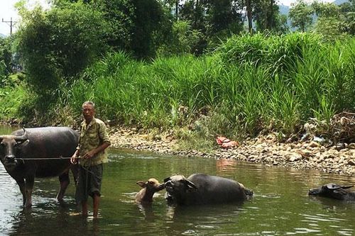 Về Ký Phú xem nuôi trâu 'khủng'