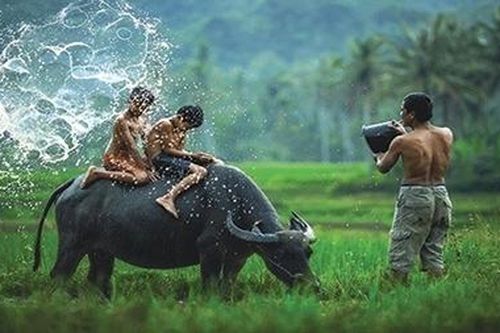 Năm sửu và những điều thú vị về loài trâu