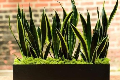 Các loại cây, hoa được người Việt trưng nhiều vào ngày Tết nhưng phải cảnh giác vì cực độc