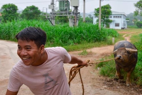 Người Hải Lựu chi hàng trăm triệu nuôi trâu chọi