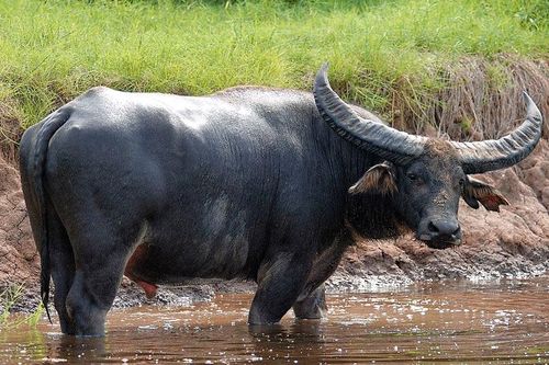 Năm Tân Sửu tìm hiểu những loài trâu quý hiếm