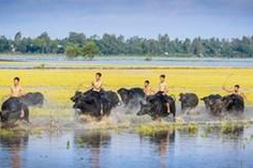 Con trâu không chỉ là 'đầu cơ nghiệp'!