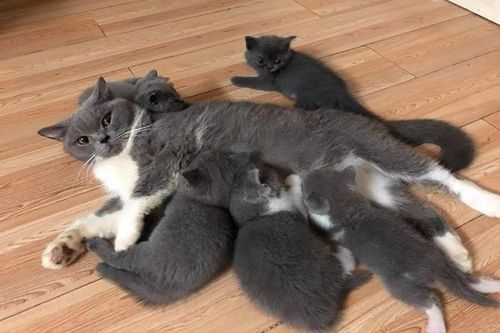 Nhà giàu chi tiền triệu thuê dịch vụ chăm chó mèo ngày Tết