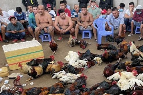 Triệt phá 2 trường gà lớn, bắt gần 100 con bạc, tạm giữ hơn 600 triệu đồng