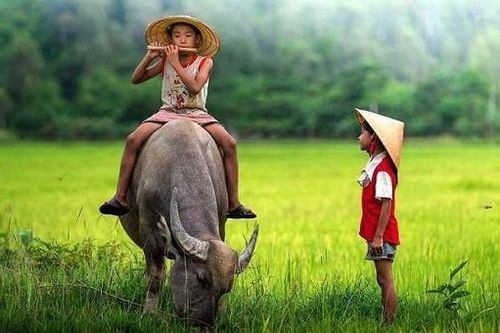 Thân thương hình ảnh con trâu trong đời sống người Việt