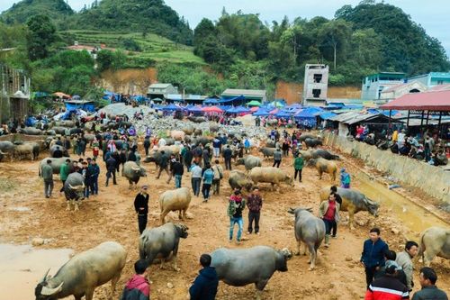Nét văn hóa độc đáo của chợ trâu Sín Chéng