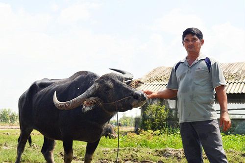 Chuyện làm giàu của tỷ phú trâu ở miền Tây ai nghe cũng mê