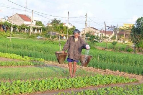 Bài học tử tế từ một bó rau héo và bữa tiệc tất niên