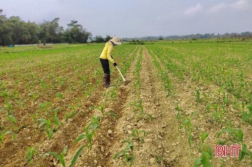 Nông dân huyện miền núi Hà Tĩnh ra đồng 'lấy may' ngày đầu năm mới