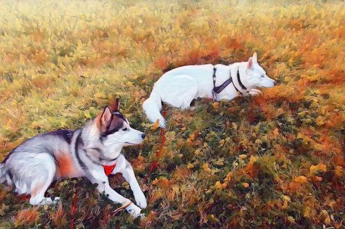 Chó và người đã là bạn của nhau ít nhất 23.000 năm