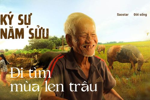 Ký sự năm Sửu: Đi tìm mùa len trâu
