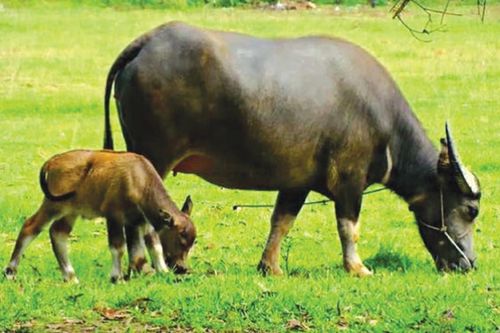 Năm Sửu nói chuyện các loài trâu