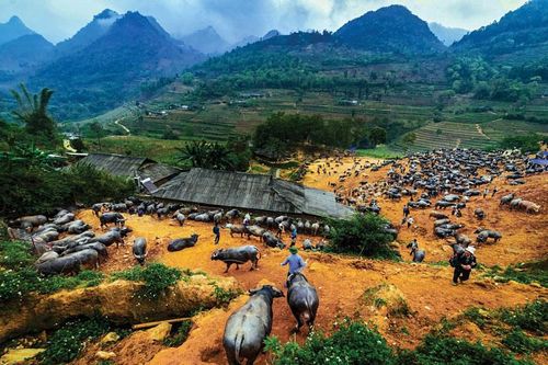 Độc đáo những phiên chợ trâu