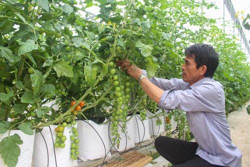 Tín hiệu vui từ sản xuất nông nghiệp hữu cơ