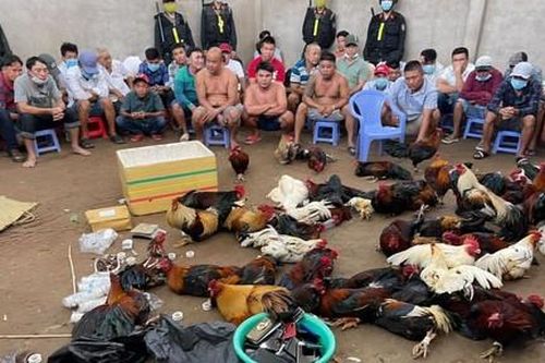 Phá 2 trường gà ngày mùng 2 Tết, bắt gần 100 đối tượng, thu hơn 600 triệu đồng