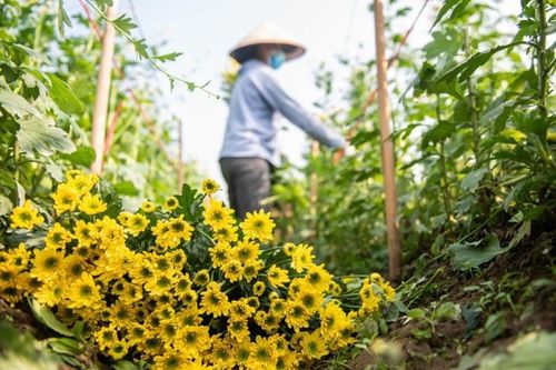 Những món quà kiêng tặng vào dịp Tết