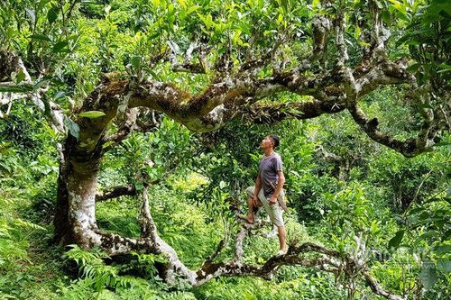 Kho báu cổ của người Mông ẩn hiện trong 'Thiên đường mây'
