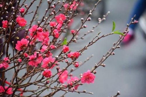 Những loài hoa báo hiệu Tết đến, Xuân về