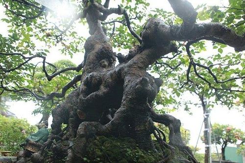 Cận cảnh cây khế cổ có hình thù cực hiếm