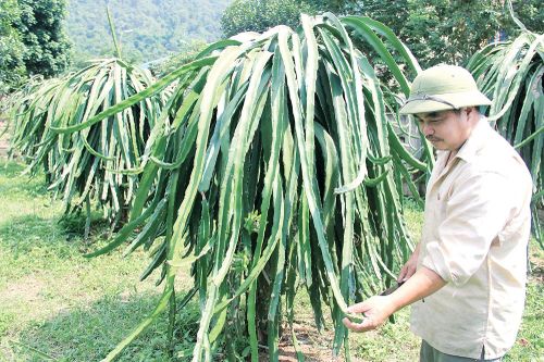 Thanh long ruột đỏ: Hoa nở trên đất cằn