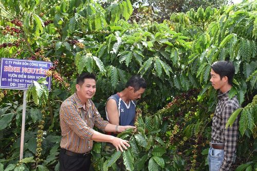 Cất cánh trên nương đồi cà phê Đạ K'Nàng