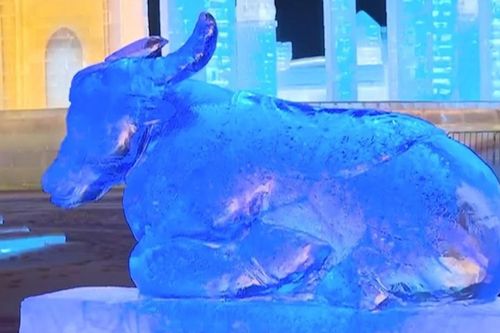 Điêu khắc trâu từ băng tuyết mừng năm Tân Sửu ở Trung Quốc