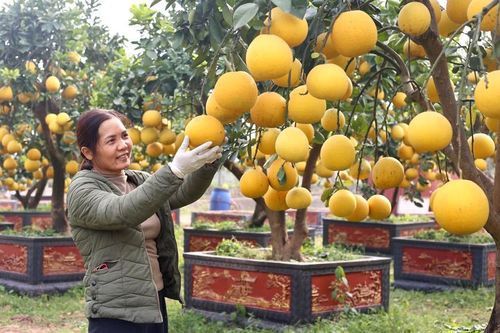 Nông nghiệp Hà Nội lấy thị trường làm căn cứ phát triển