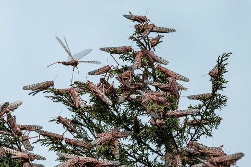 'Biệt đội săn châu chấu' ở Kenya