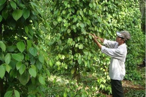 Giá tiêu hôm nay 16/2: Thị trường xuất khẩu sôi động, giá tiêu Ấn Độ giảm nhẹ