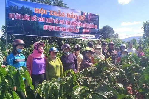 Sản xuất cà-phê theo hướng bền vững