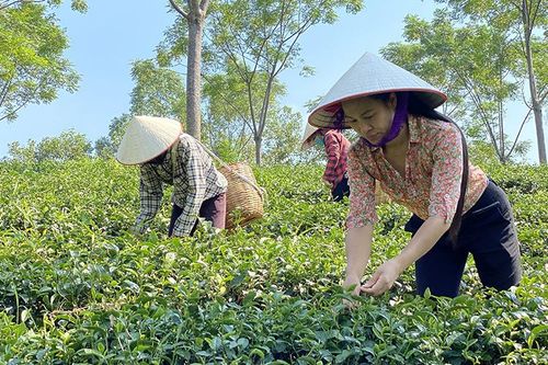 Phú Thọ khơi thông dòng sản phẩm OCOP