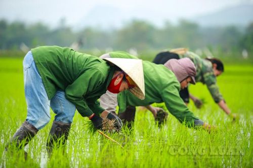 Nghệ An: Bà con nông dân ra ruộng cấy lúa ngày đầu năm mới