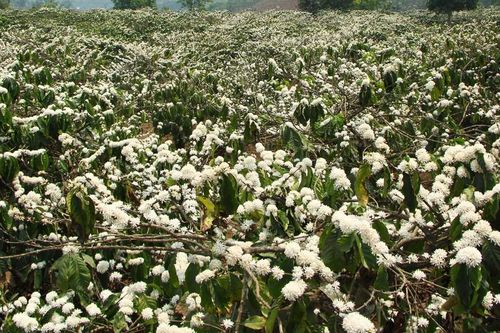 Ngỡ ngàng hoa cà phê nở trắng trời