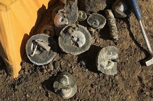 Thám hiểm Nam Cực, phát hiện 1 tấn hóa thạch khủng long