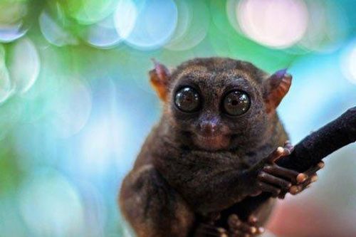 Khỉ cũng 'nói chuyện' với nhau bằng siêu âm