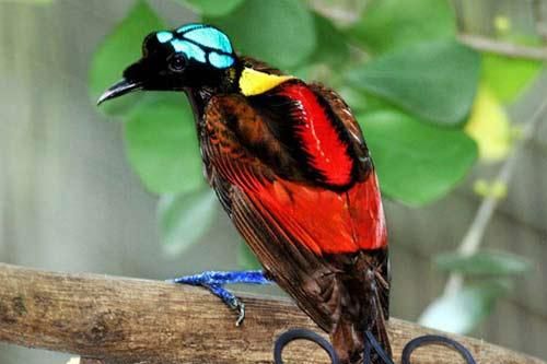 Động vật dùng chiêu 'độc' dụ bạn tình
