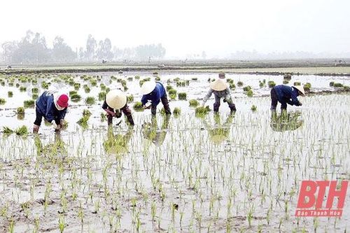 Nô nức xuống đồng đầu xuân