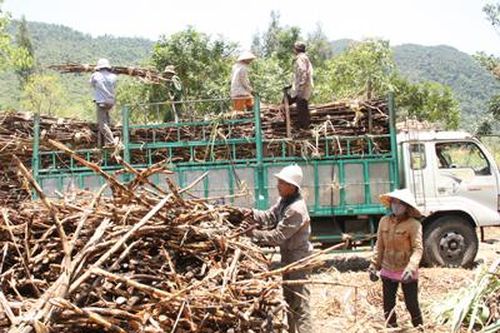 Tạo điều kiện thuận lợi cho người dân, doanh nghiệp trong việc thu hoạch, vận chuyển mía
