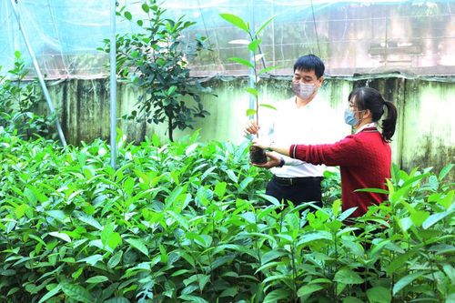 Hà Nội sẵn sàng cho Tết trồng cây
